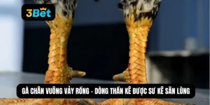 gà chân vuông vảy rồng