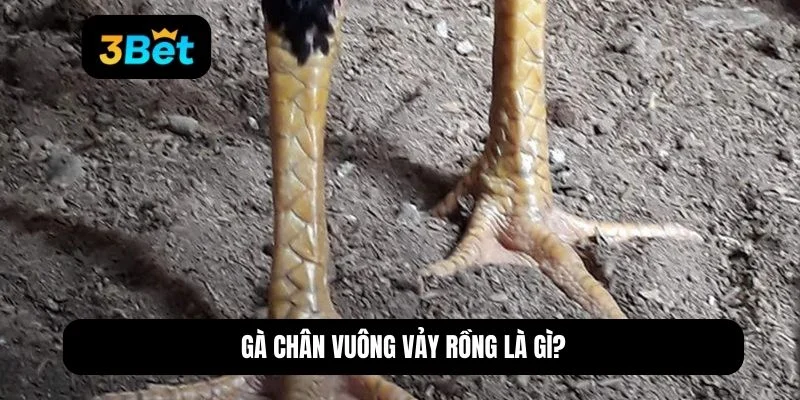 gà chân vuông vảy rồng