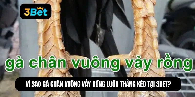 gà chân vuông vảy rồng