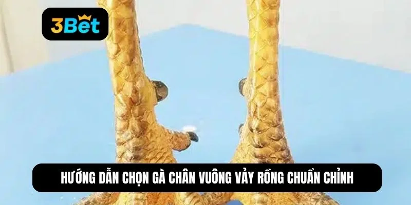 gà chân vuông vảy rồng