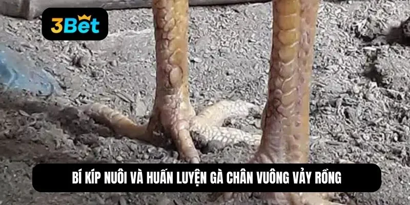 gà chân vuông vảy rồng