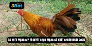 gà khét mạng gì