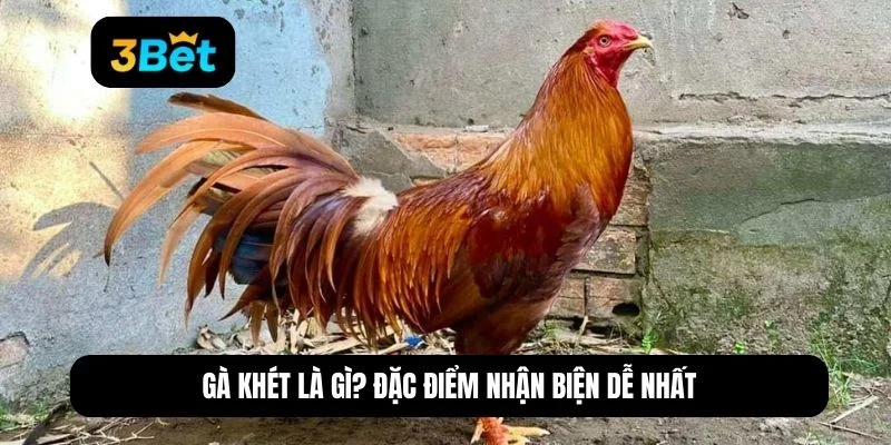 gà khét mạng gì