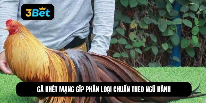 gà khét mạng gì