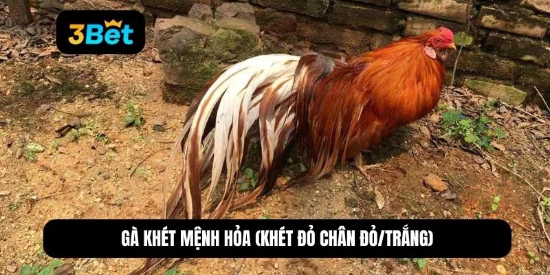 gà khét mạng gì