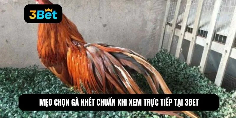 gà khét mạng gì