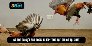 gà tre đá cựa sắt