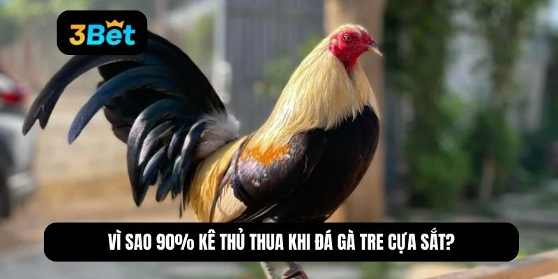gà tre đá cựa sắt