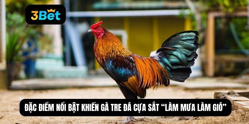 gà tre đá cựa sắt