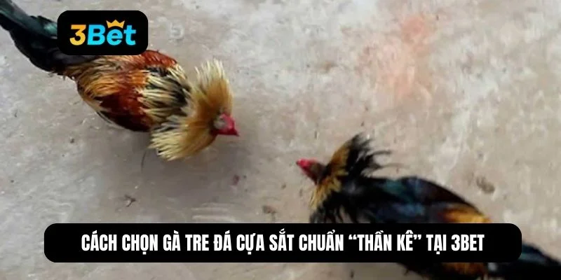 gà tre đá cựa sắt