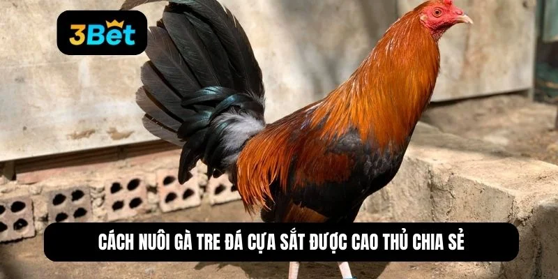 gà tre đá cựa sắt