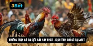 những trận gà đá cựa sắt hay nhất