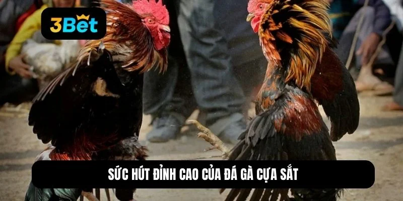 những trận gà đá cựa sắt hay nhất