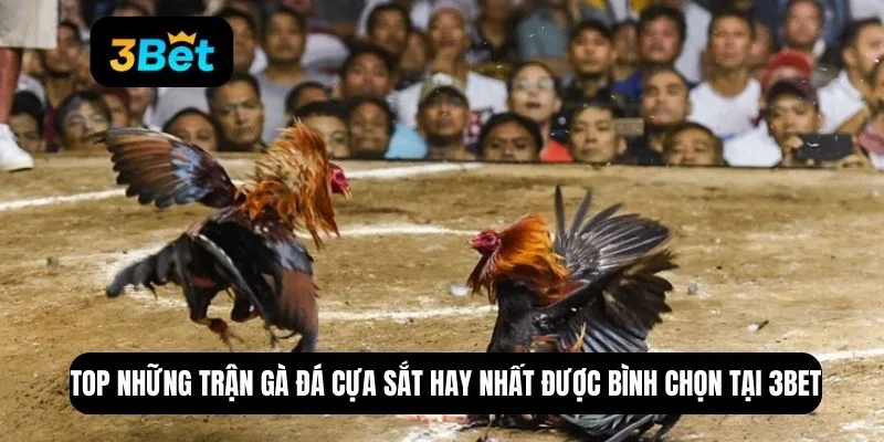 những trận gà đá cựa sắt hay nhất