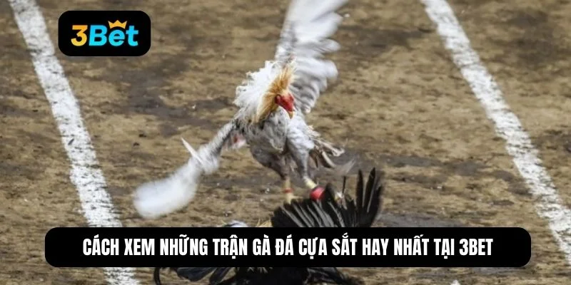 những trận gà đá cựa sắt hay nhất