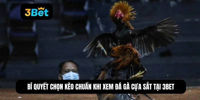 những trận gà đá cựa sắt hay nhất