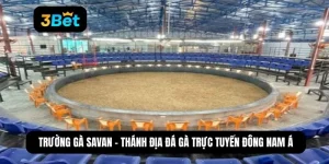 trường gà savan