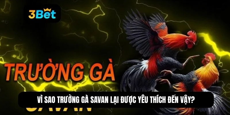 trường gà savan